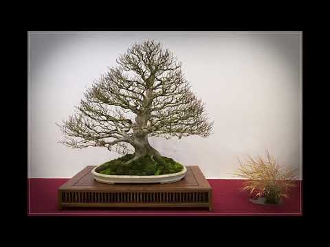 The Trophy 2021 - Tree evolution: Fagus sylvatica from Cindy Vanderstraeten