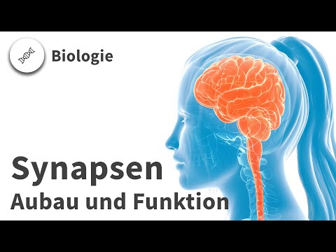Synapsen: Aufbau und Funktion – Biologie | Duden Learnattack