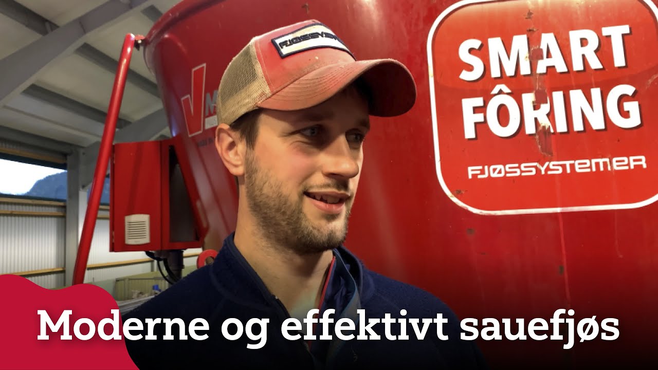 Moderne sauefjøs i Odda