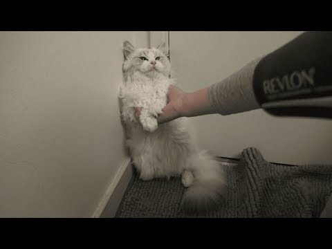 Ragdoll Kitten Takes a Shower!