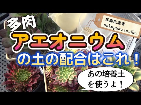 アエオニウム・タブリフォルメ