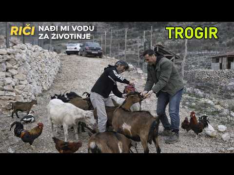 Priča o Ervinu i njegovim životinjama na teritoriji Trogira