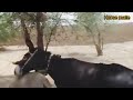 DONKEY MATE SO CRAZY