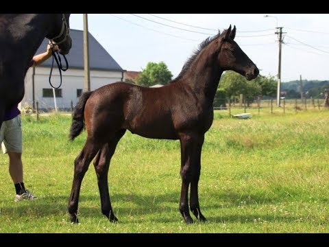Orin (KWPN - °07/05/2019) v. Marc Cain x Royal Diamond