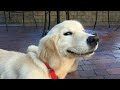 The FUNNIEST Animal Ever! 😮🤣 TRY NOT TO LAUGH
