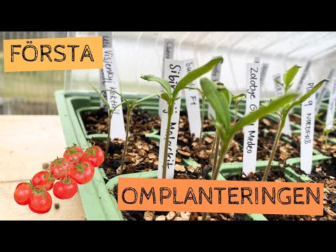 Hur har det gått med KALLSÅDDEN? Första omplanteringen av de kallsådda tomaterna