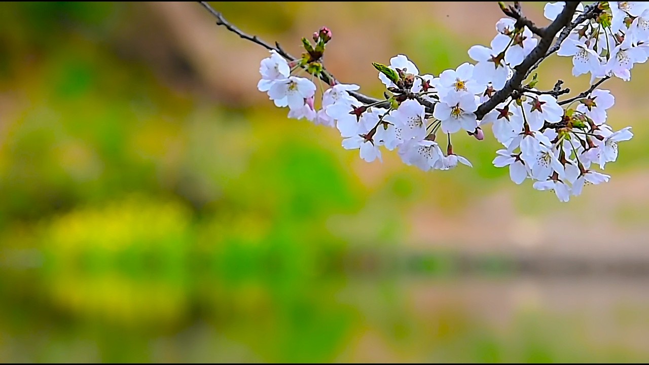 医学博士 心身医療内科専門医 監修の自律神経にやさしい癒しの音楽 〜ストレス・疲労回復・安眠に〜【癒し BGM 作業用】