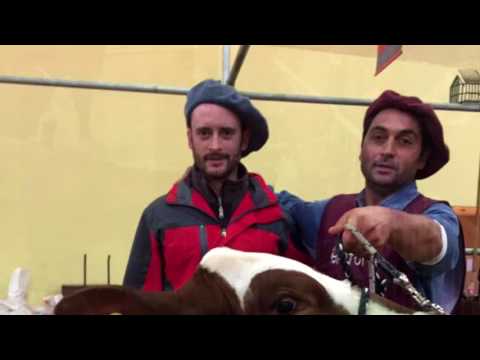 Vito Ricardo Medel   Cabaña San  Valentin   OBTUVIERON EL GRAN CAMPEON BRADFORD