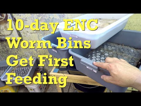 10-day European nightcrawler systems fed & their nursery bin checked - vermicompost