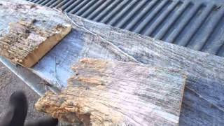 Saving Old Barn Wood that Looks Rotten, but Isn