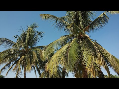 Ritmo Jazz Group - O Sen Sen Sen @ 'Em Bebbi Sy Jazz'  (Richard Bona)