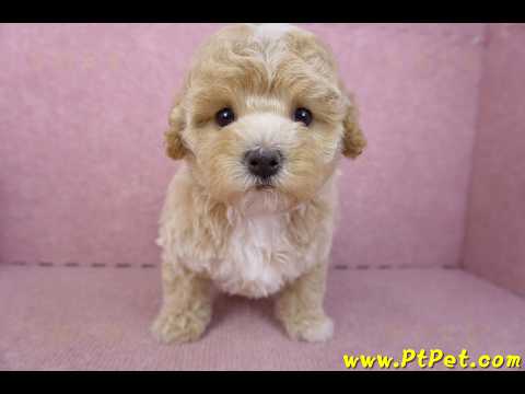 02/18泰迪比熊母幼犬3號(屏東市)