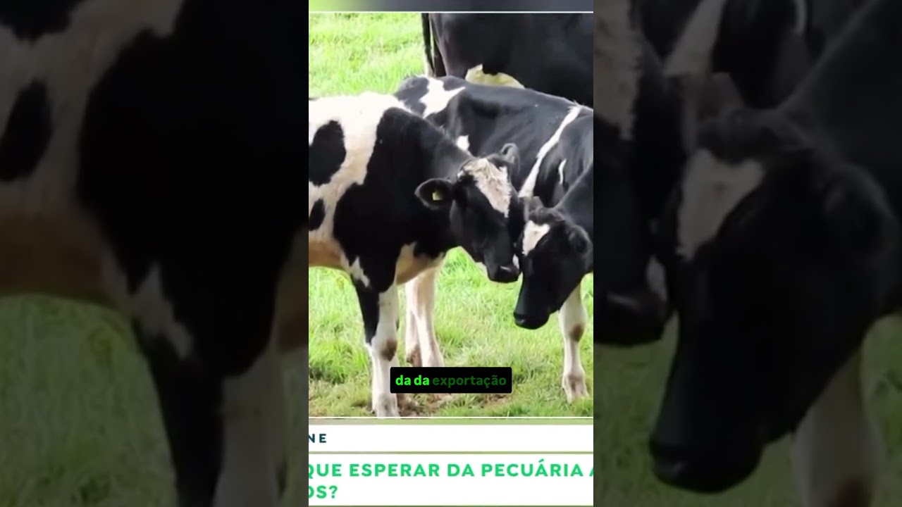 Boi a R$ 340: O que esperar da pecuária após a acomodação dos preços internos?