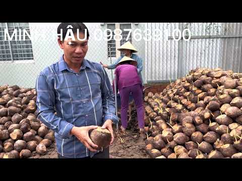 Cận cảnh vườn ươm dừa Mã Lai siêu trái giống tốt Minh Hậu 0987639100