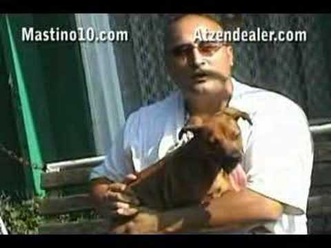 Mastino 10 Tv Kamphundereport Teil 1 /1