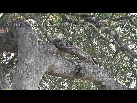 Incident Report Crowned Eagle vs Vervet Monkey