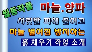 [텃밭농부. 1,309]  월동작물 마늘과 양파에 흙을 보충 해 주는 작업소개.#마늘재배 #양파재배