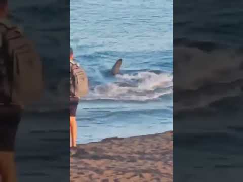 This is the terrifying moment a 7-foot SHARK swam full speed towards the shore 😳
