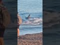This Is The Terrifying Moment A 7 Foot SHARK Swam Full Speed Towards The Shore