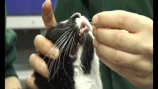 How to give a cat tablets.mp4