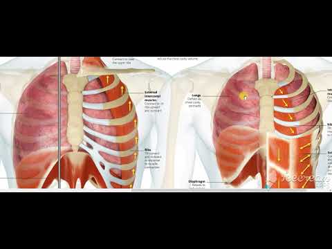 Mechanics of breathing