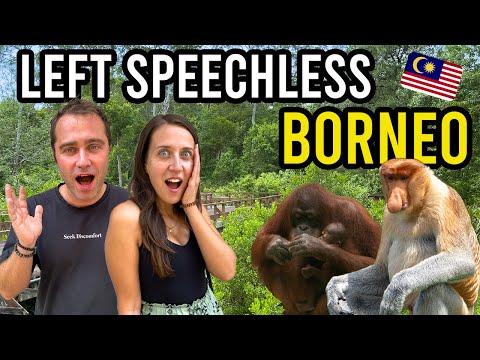 The Most UNFORGETTABLE WILDLIFE Experience in BORNEO Malaysia