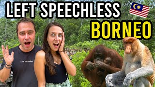 Travel vlog - The Most UNFORGETTABLE WILDLIFE Experience in BORNEO Malaysia