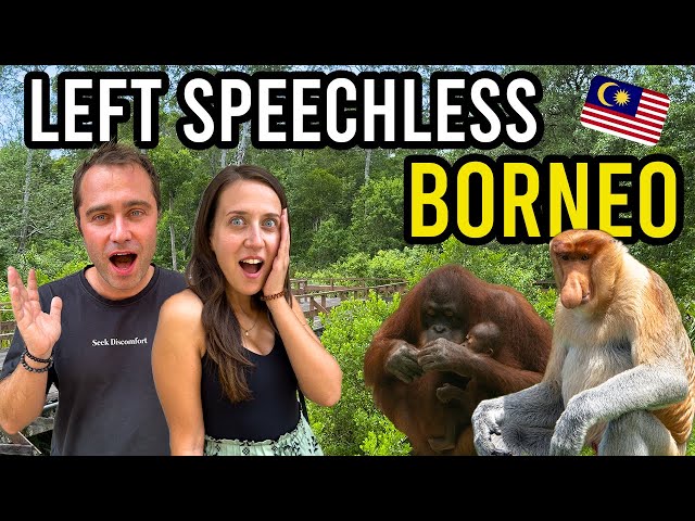 Travel vlog - The Most UNFORGETTABLE WILDLIFE Experience in BORNEO Malaysia