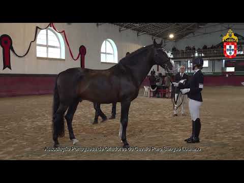 221022 2 Indigena - Aprovação de Garanhões