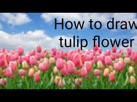 How to draw and colour tulip flower  easily   tulip ka phool kaise banaye??