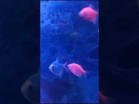 #sukoonvibes #colourfullfish #viralshorts ❤️❤️❤️