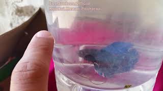 Download lagu Cupang ga mau ngedok jadi berani ngedok di cermin ketemu lawan mp3