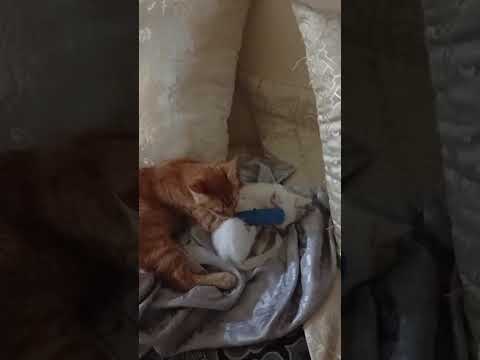 #cat  the new home Saloh and Najeeba