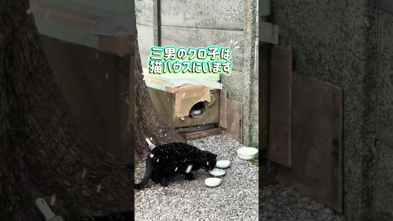 黒猫三兄弟（雪の中）#shorts #黒猫 #地域猫 #野良猫