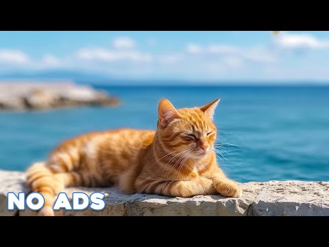 12 Hours Sleep Music for Cats 🐈 Calming Music for Cats No Ads ♬ Sleep Music for Anxious Cats