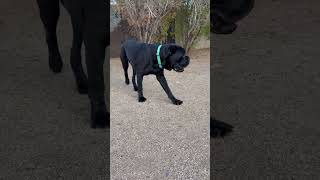 Video preview image #1 Mutt Puppy For Sale in Goodyear, AZ, USA