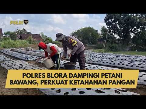 POLRES BLORA DAMPINGI PETANI BAWANG, PERKUAT KETAHANAN PANGAN