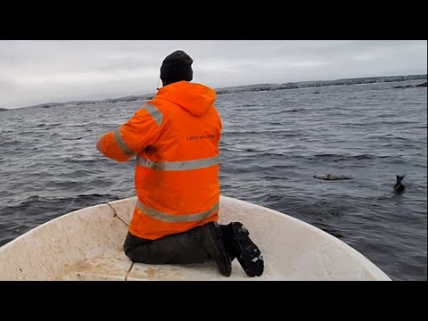 verkkokalastusta Pielisellä: syksyn ennätykset paukkuu!