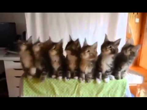 Gatos bailando thriller