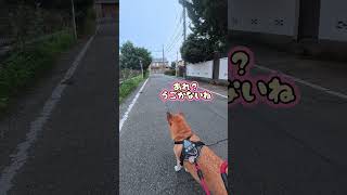 音々のうちで暮らしませんか？#元保護犬 #犬 #犬のいる生活 #雑種 #散歩 #鳩
