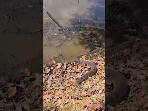 VOCÊ NÃO ACREDITA OQUE ACONTECEU COM A COBRA #shorts