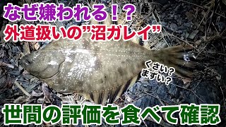 【意外な結果】外道扱いの“沼ガレイ”、嫌われる理由を食べて確認…! 【意外な結果】外道扱いの“沼ガレイ”、嫌われる理由を食べて確認…!