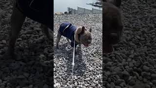 It&#39;s always nice to come here 🩵 #dog #blue #foryou #like