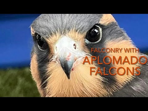 Falconry: APLOMADO FALCONS! Tips and advice