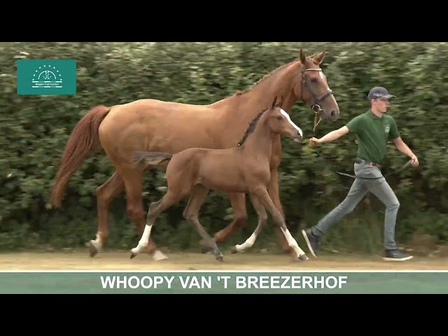 WHOOPY VAN 'T BREEZERHOF