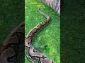 Big Snake Big Enclosure@customcagesusa #molinarosnakelab #halloweenwithshorts #reticulatedpython
