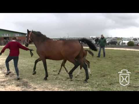 A390 Stutfohlen von Casall   Cassini I   Cantus