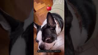 りんごのおやつ食べる犬 #ボストンテリア