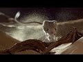 Desert Fox Hunts A Lesser Jerboa Wild Arabia BBC Earth
