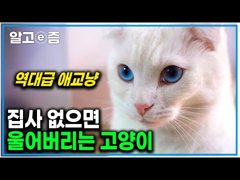 예뻐도 너무 예쁜 냥이의 애교 집사밖에 모르는 반려묘의 애틋한 이야기